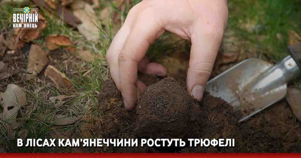 В лісах Кам’янеччини ростуть трюфелі