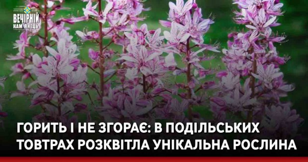 Горить і не згорає: в Подільських Товтрах розквітла унікальна рослина