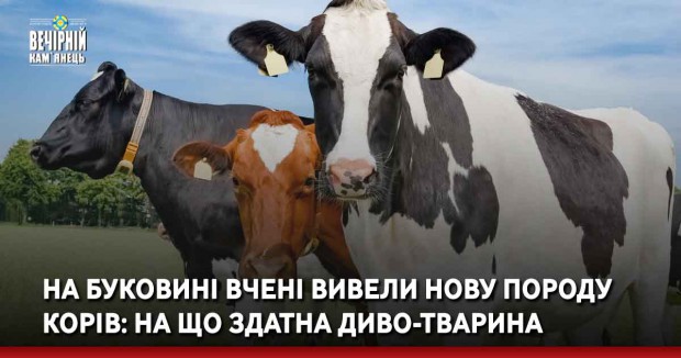 На Буковині вчені вивели нову породу корів: на що здатна диво-тварина