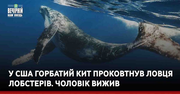 У США горбатий кит проковтнув ловця лобстерів. Чоловік вижив
