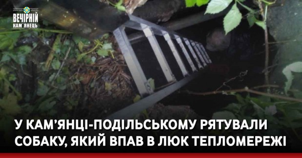 У Кам’янці-Подільському рятували собаку, який впав в люк тепломережі