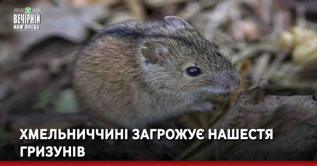 Хмельниччині загрожує нашестя гризунів