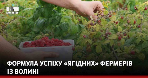 Формула успіху «ягідних» фермерів із Волині