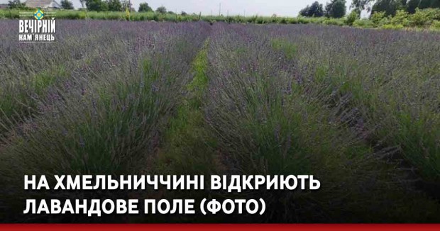 На Хмельниччині відкриють лавандове поле (ФОТО)