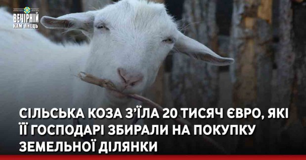 Сільська коза з’їла 20 тисяч євро, які її господарі збирали на покупку земельної ділянки