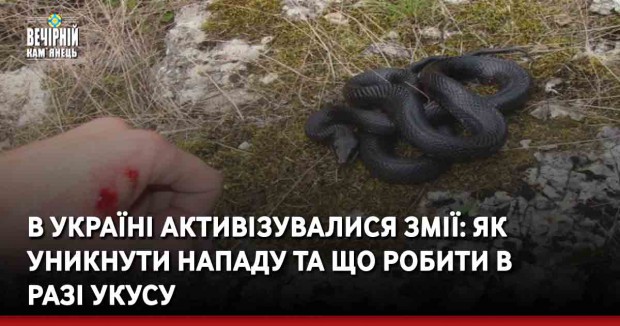 В Україні активізувалися змії: як уникнути нападу та що робити в разі укусу