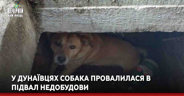 У Дунаївцях собака провалилася в підвал недобудови