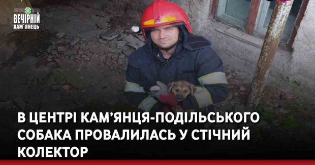 В центрі Кам’янця-Подільського собака провалилась у стічний колектор