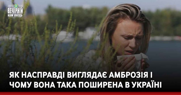 Як насправді виглядає амброзія і чому вона така поширена в Україні
