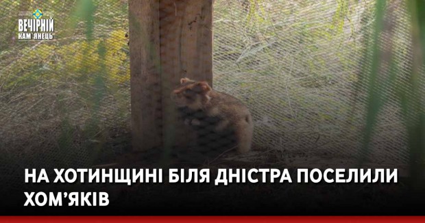 На Буковині біля Дністра поселили хом’яків – фото