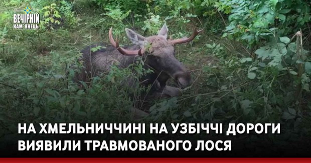 На Хмельниччині на узбіччі дороги виявили травмованого лося