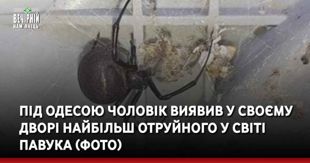 Під Одесою чоловік виявив у своєму дворі найбільш отруйного у світі павука (ФОТО)