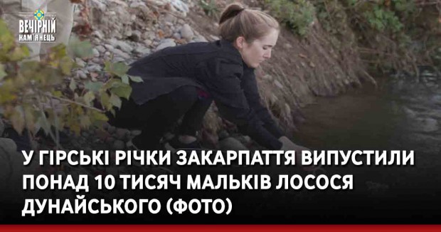 У гірські річки Закарпаття випустили понад 10 тисяч мальків лосося дунайського (ФОТО)