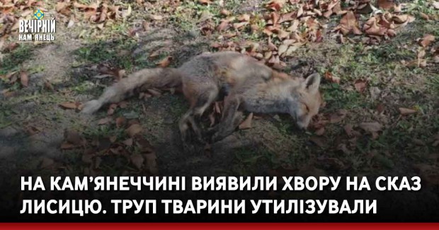 На Кам’янеччині виявили хвору на сказ лисицю. Труп тварини утилізували