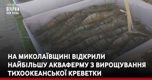 На Миколаївщині відкрили найбільшу акваферму з вирощування тихоокеанської креветки