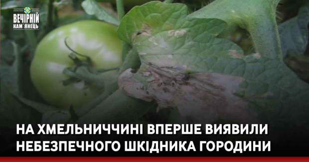 На Хмельниччині вперше виявили небезпечного шкідника городини