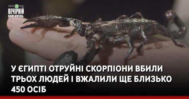 У Єгипті отруйні скорпіони вбили трьох людей і вжалили ще близько 450 осіб