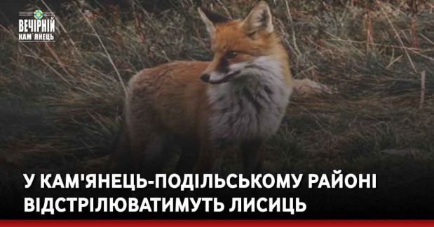 У Кам'янець-Подільському районі  відстрілюватимуть лисиць
