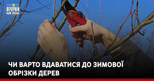 Чи варто вдаватися до зимової обрізки дерев
