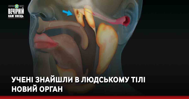 Учені знайшли в людському тілі новий орган
