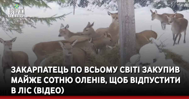 Закарпатець по всьому світі закупив майже сотню оленів, щоб відпустити в ліс (ВІДЕО)