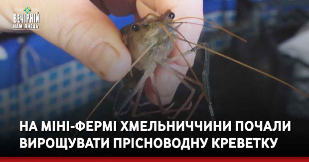 На міні-фермі Хмельниччини почали вирощувати прісноводну креветку 