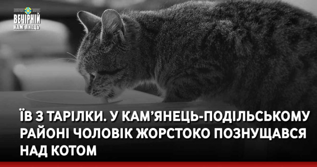 Їв з тарілки. У Кам’янець-Подільському районі чоловік жорстоко познущався над котом
