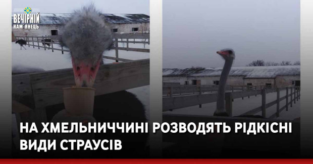 На Хмельниччині розводять рідкісні види страусів