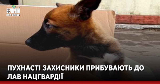 Пухнасті захисники прибувають до лав Нацгвардії