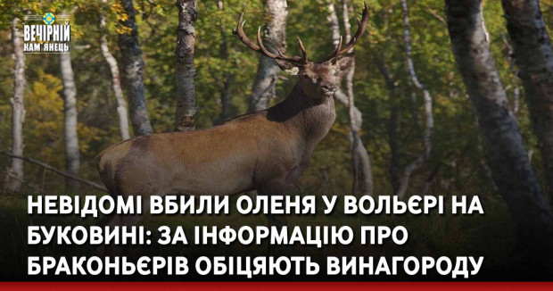 Невідомі вбили оленя у вольєрі на Буковині: за інформацію про браконьєрів обіцяють винагороду