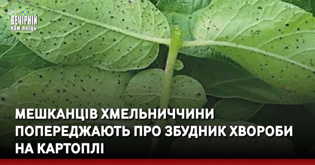 Мешканців Хмельниччини попереджають про збудник хвороби на картоплі