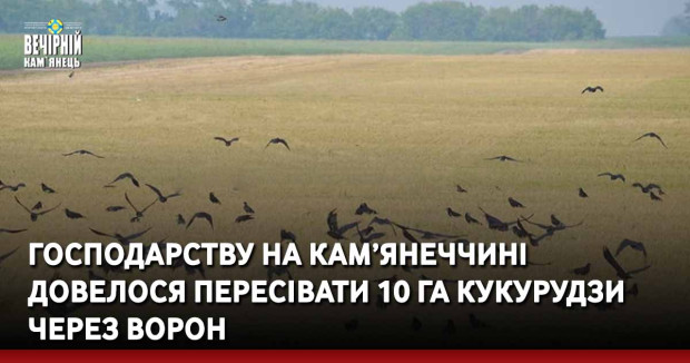 Господарству на Кам’янеччині довелося пересівати 10 га кукурудзи через ворон