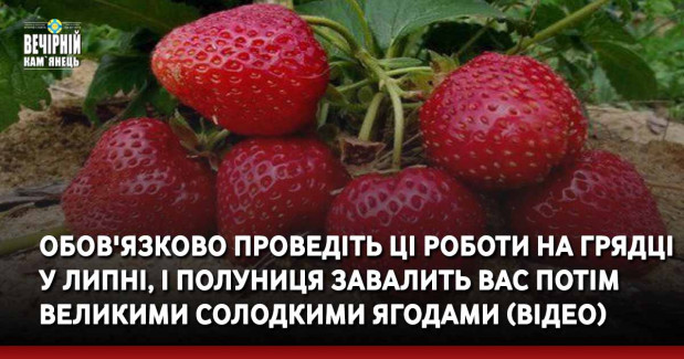 Обов'язково проведіть ці роботи на грядці у липні, і полуниця завалить вас потім великими солодкими ягодами (ВІДЕО)