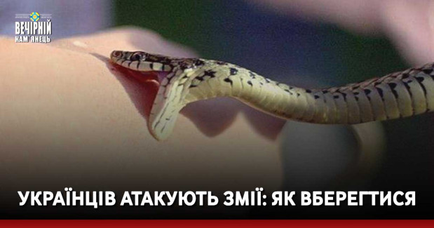 Українців атакують змії: як вберегтися
