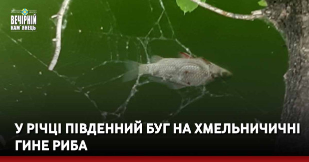 У річці Південний Буг на Хмельничичні гине риба