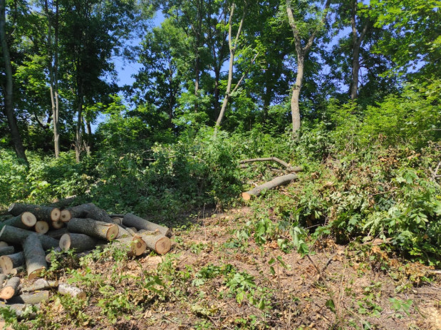 За вирубку 40 дерев на території «Подільських Товтр» чоловіка засуджено до 3 років обмеження волі