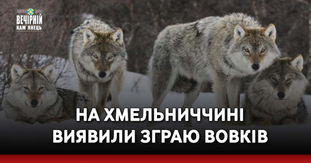 На Хмельниччині виявили зграю вовків