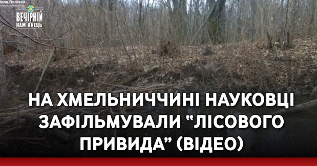 На Хмельниччині науковці зафільмували “лісового привида” (ВІДЕО)