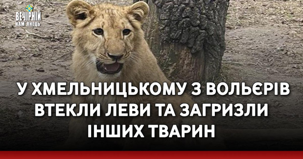 &nbsp;У Хмельницькому з вольєрів втекли леви та загризли інших тварин