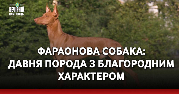 Фараонова собака: давня порода з благородним характером