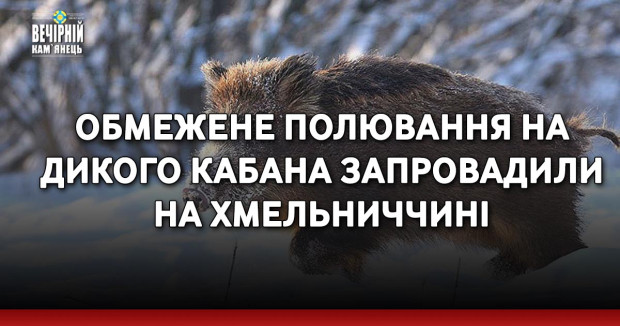 Обмежене полювання на дикого кабана запровадили на Хмельниччині