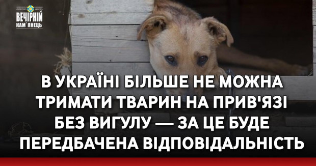В Україні більше не можна тримати тварин на прив'язі без вигулу — за це буде передбачена відповідальність