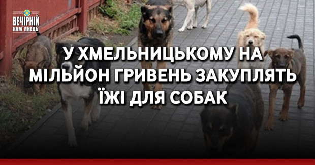 У Хмельницькому на мільйон гривень закуплять їжі для собак