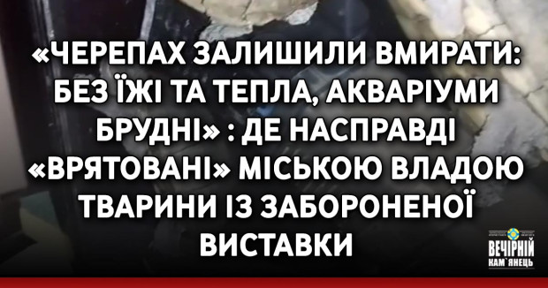 «Черепах залишили вмирати: без їжі та тепла , акваріуми брудні» : де насправді «врятовані» міською владою тварини із забороненої виставки