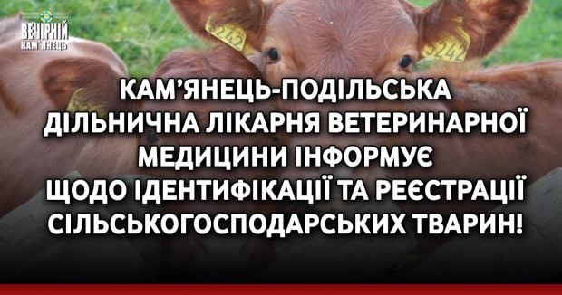 Кам’янець-Подільська дільнична лікарня ветеринарної медицини інформує щодо ідентифікації та реєстрації сільськогосподарських тварин!