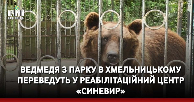 Ведмедя з парку в Хмельницькому переведуть у реабілітаційний центр «Синевир»