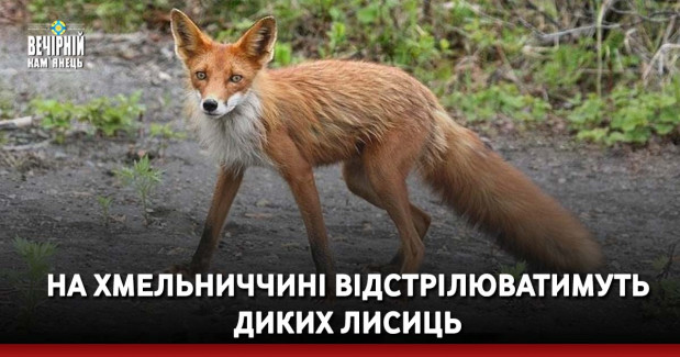 На Хмельниччині відстрілюватимуть диких лисиць