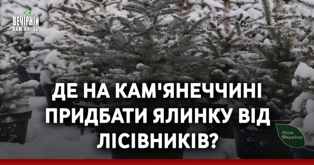 Де на Кам'янеччині придбати ялинку від лісівників?
