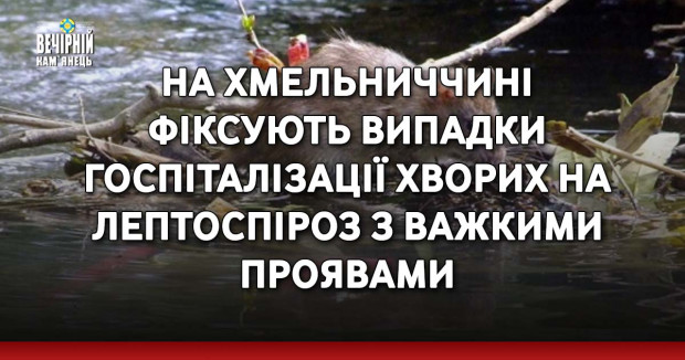 На Хмельниччині фіксують випадки госпіталізації хворих на лептоспіроз з важкими проявами