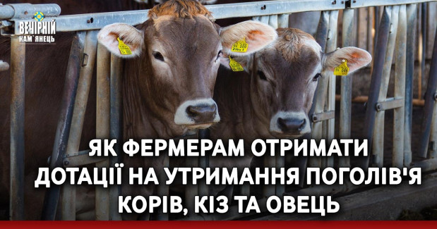 Як фермерам отримати дотації на утримання поголів'я корів, кіз та овець